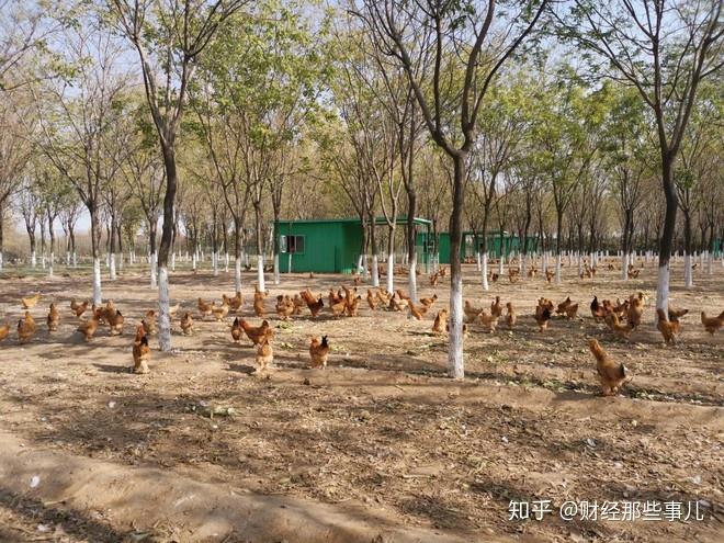 北京大白鸭养殖技术_白鸭养殖技术视频_养殖大白鸭速成