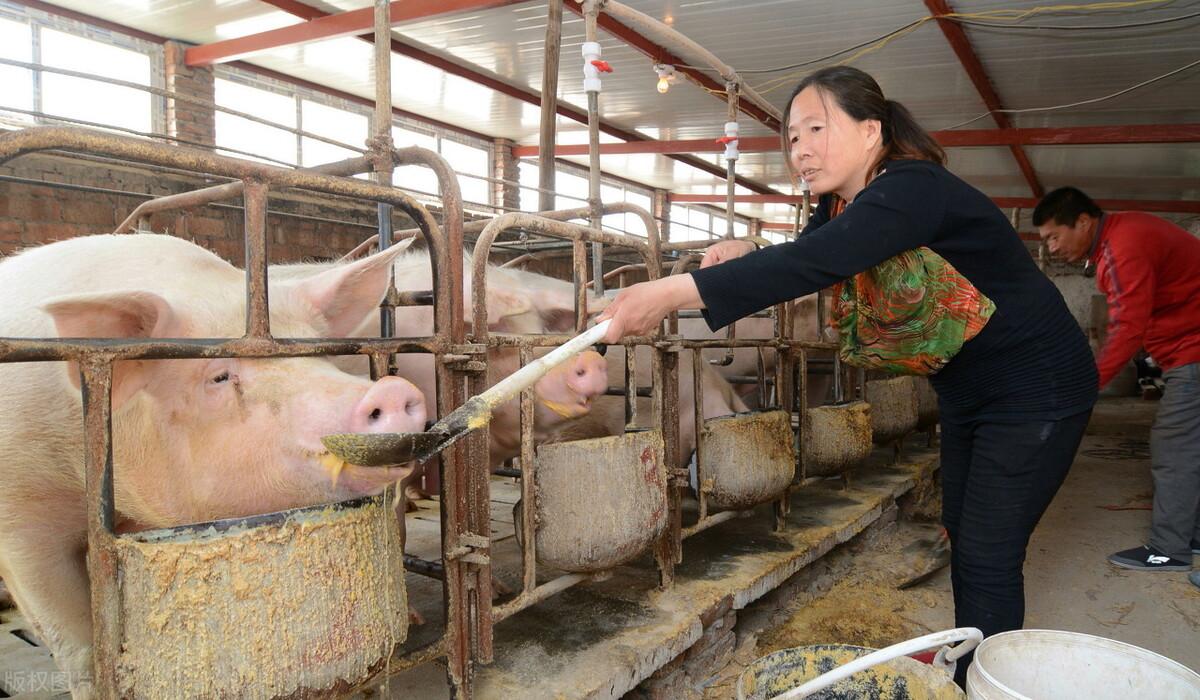 致富养殖母猪视频_母猪养殖致富_致富养殖母猪赚钱吗