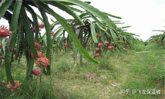 农作物、蔬菜种植技术