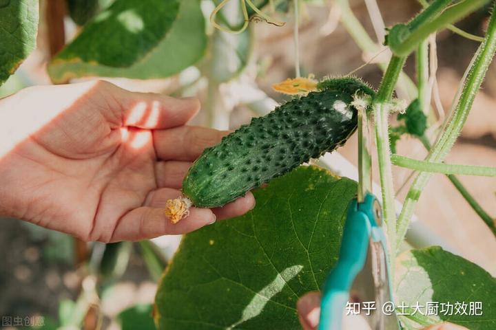 黄瓜的幼苗 种植技术_黄瓜幼苗种植技术要点_黄瓜幼苗种植技术与管理