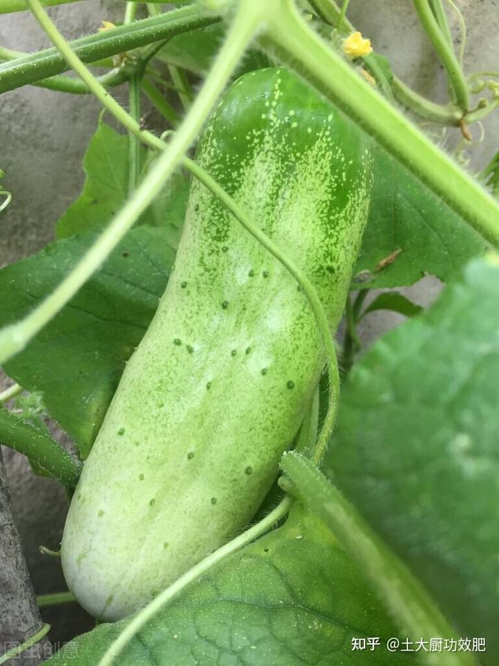 黄瓜幼苗种植技术与管理_黄瓜幼苗种植技术要点_黄瓜的幼苗 种植技术