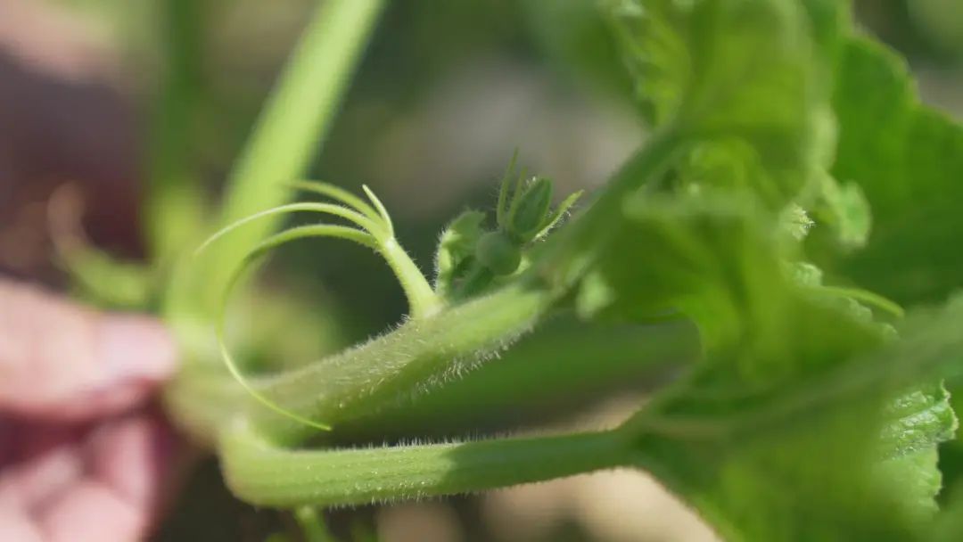 板粟小南瓜的种植技术_板栗南瓜种植技术视频_板粟南瓜的种植枝术