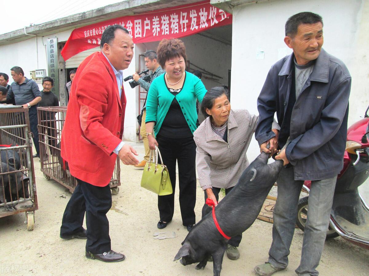 养母猪致富经_致富养殖母猪怎么样_母猪养殖致富