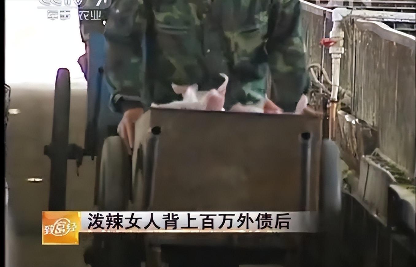 母猪养殖致富_养母猪致富经_致富养殖母猪视频