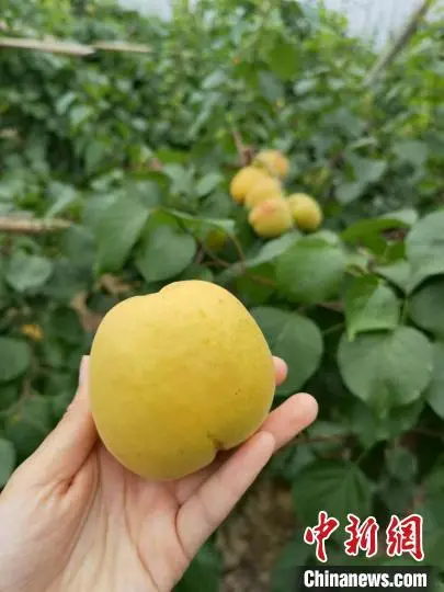 特色种植致富北方_北方特色种植的好项目_致富北方种植特色农业