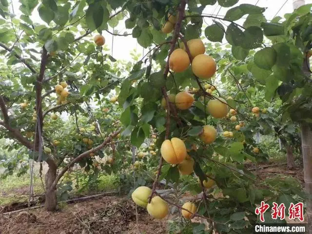 特色种植致富北方_北方特色种植的好项目_致富北方种植特色农业