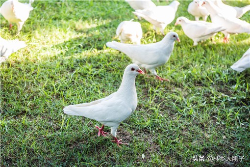 适合家庭养殖致富项目（家庭小型养殖什么最挣钱）