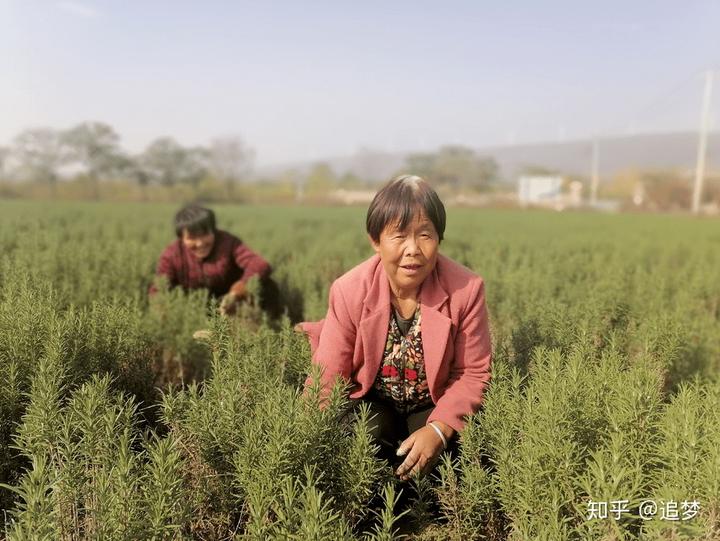 石缝里种植致富_石缝里种什么植物最好_石缝种菜