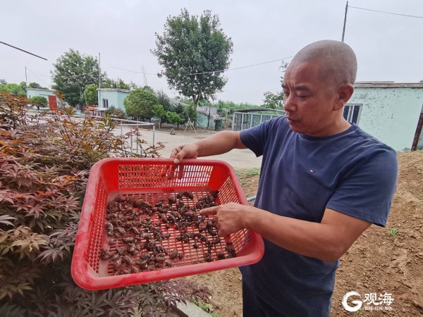 养3年收一茬 一晚上“摸”万个！记者实地探访青岛知了猴养殖基地