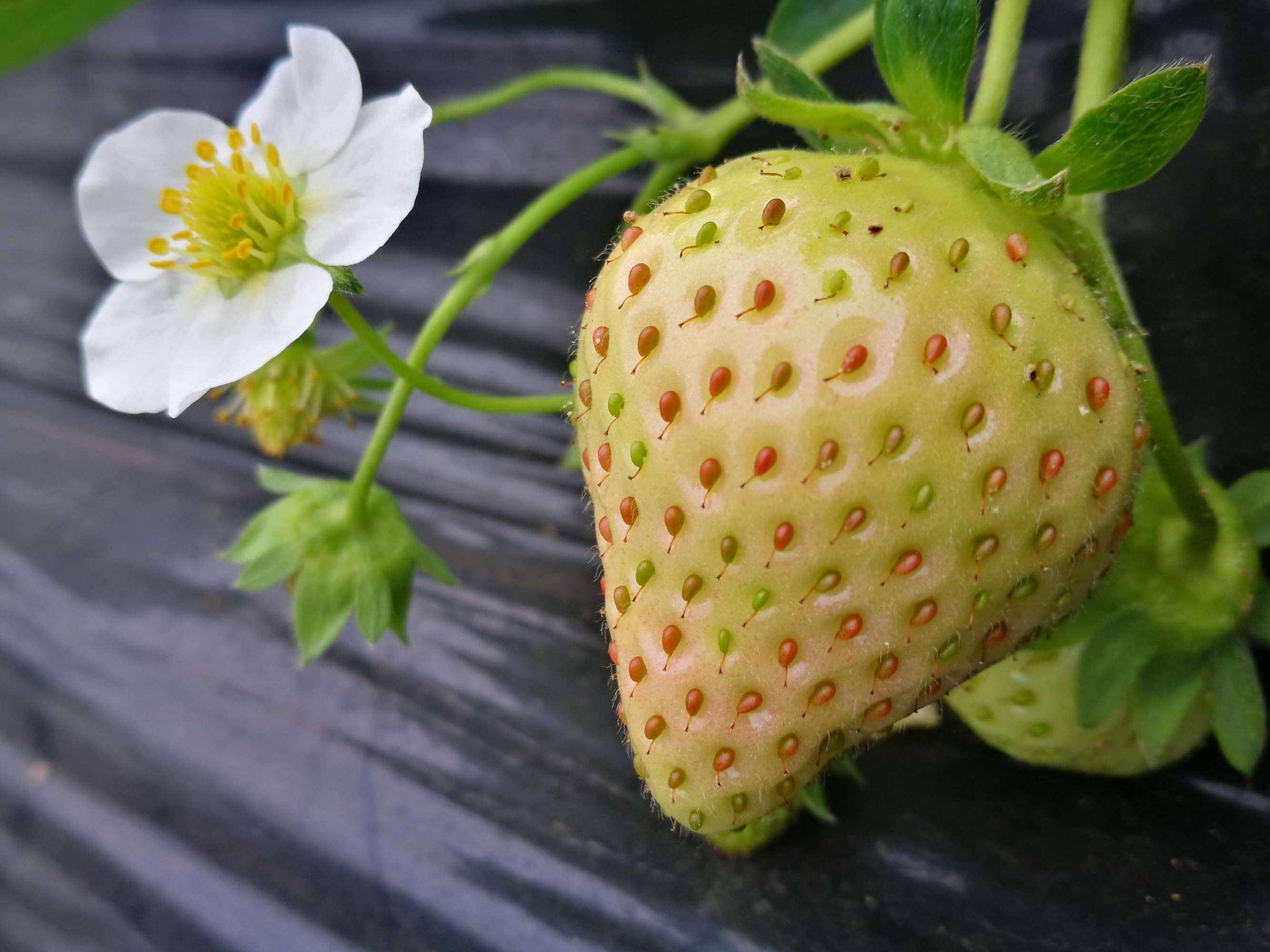 大草莓种植技术视频_种植草莓的视频_cctv7草莓种植技术视频