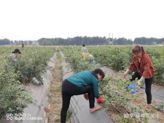 石缝里种植致富_石缝适合种植什么草_石缝种菜