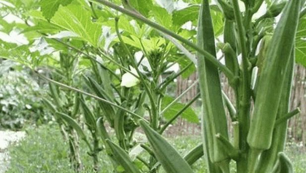 大棚黄秋葵反季节种植_大棚秋葵怎么种植方法视频_黄秋葵的大棚种植技术