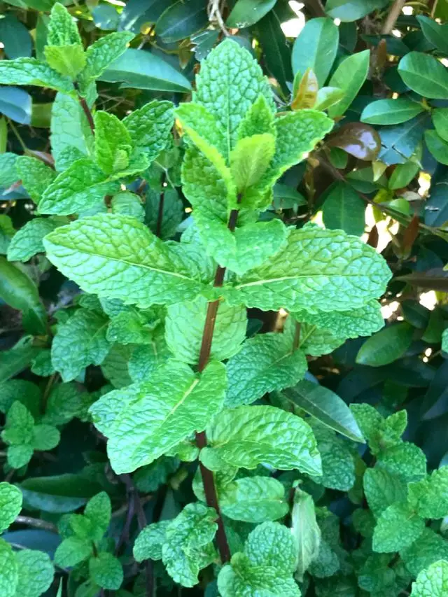 致富种植新水果_致富水果种植新闻稿_致富经种植三种水果亩收入过亿