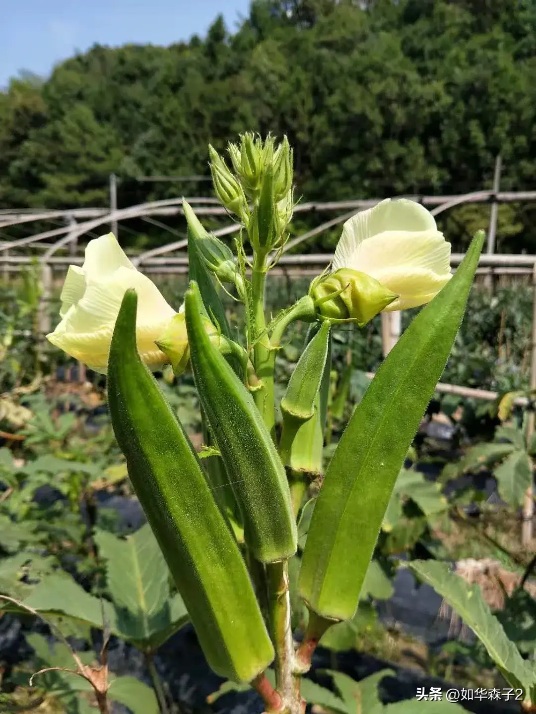 大棚秋葵怎么种植方法视频_大棚黄秋葵反季节种植_黄秋葵的大棚种植技术