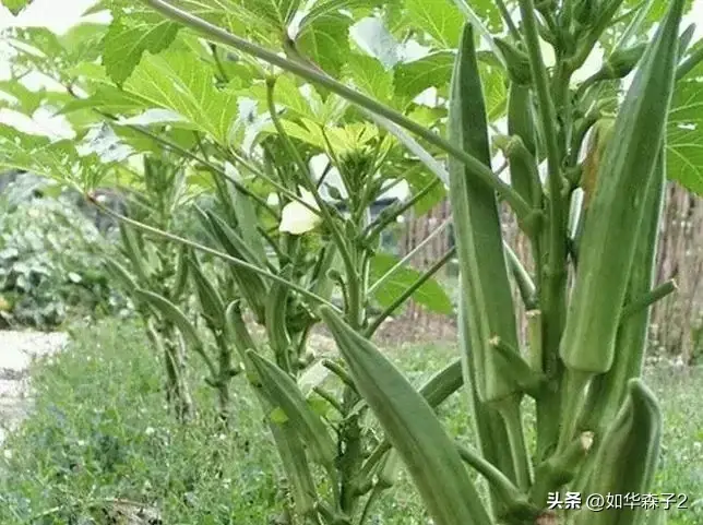 大棚秋葵怎么种植方法视频_大棚黄秋葵反季节种植_黄秋葵的大棚种植技术