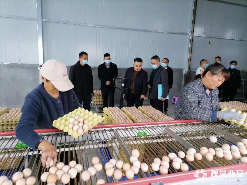 桑叶种植_致富种植桑叶视频_桑叶种植 致富经