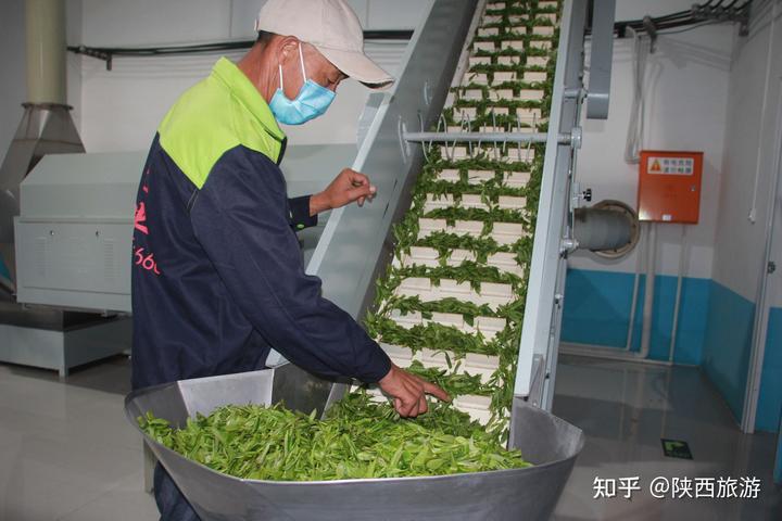 种植茶叶致富视频_茶叶种植效益_种植茶叶利润怎么样