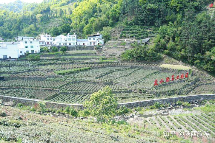 茶叶种植效益_种植茶叶利润怎么样_种植茶叶致富视频