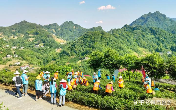 种植茶叶利润怎么样_种植茶叶致富视频_茶叶种植效益