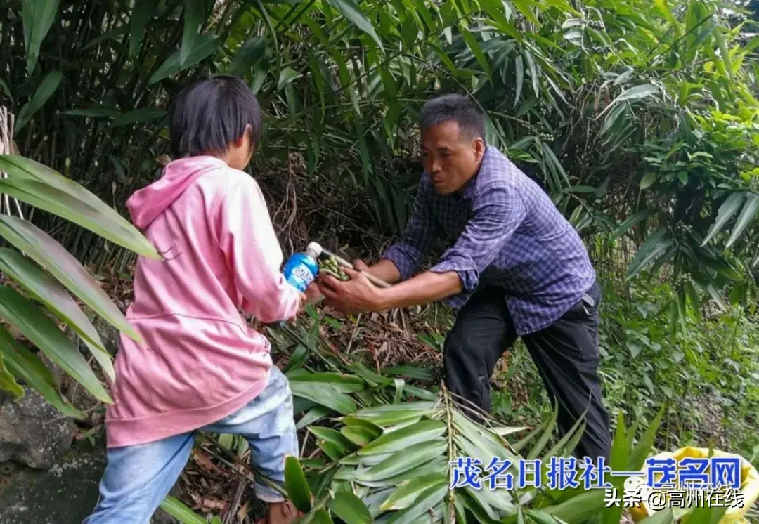 年产值达210多万！高州新垌这条村竟靠种植益智，走上致富路