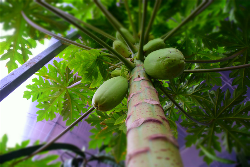 致富项目北方种植_北方种植什么利润大_北方地区种植什么赚钱