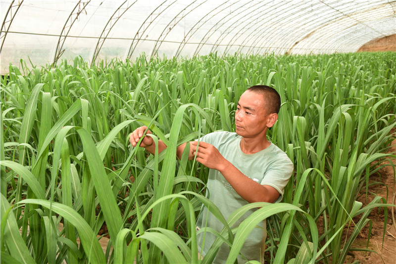 北方地区种植什么赚钱_致富项目北方种植_北方种植什么利润大