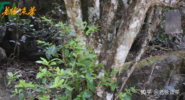 种植茶叶技术视频_种植茶叶赚钱吗_种植茶叶致富视频