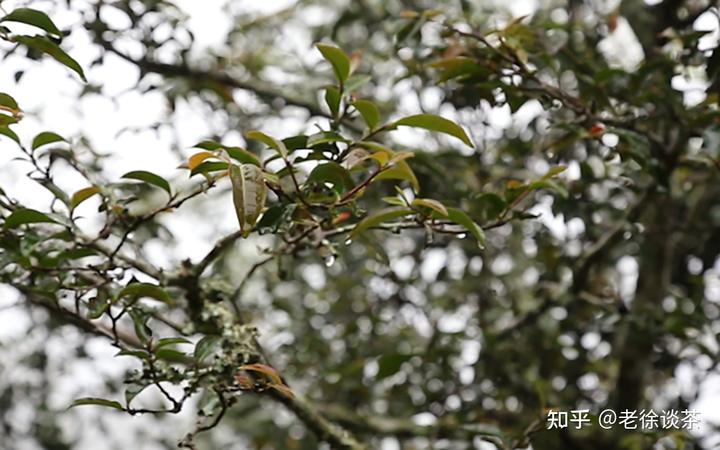 种植茶叶赚钱吗_种植茶叶技术视频_种植茶叶致富视频