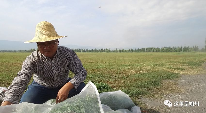 黄金草种植技术_种植黄金草技术视频_种黄金草的作用与功效