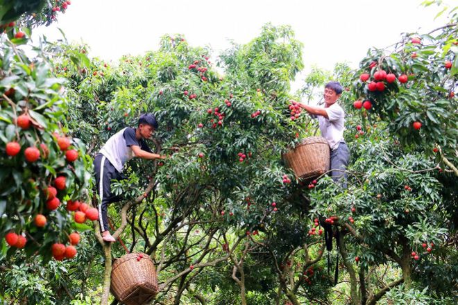 小伙种植无公害荔枝，年销售额突破一千万元，带老家农户一同致富