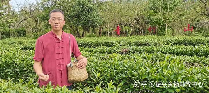 种植茶叶致富视频_茶叶致富经_种植茶叶技术视频