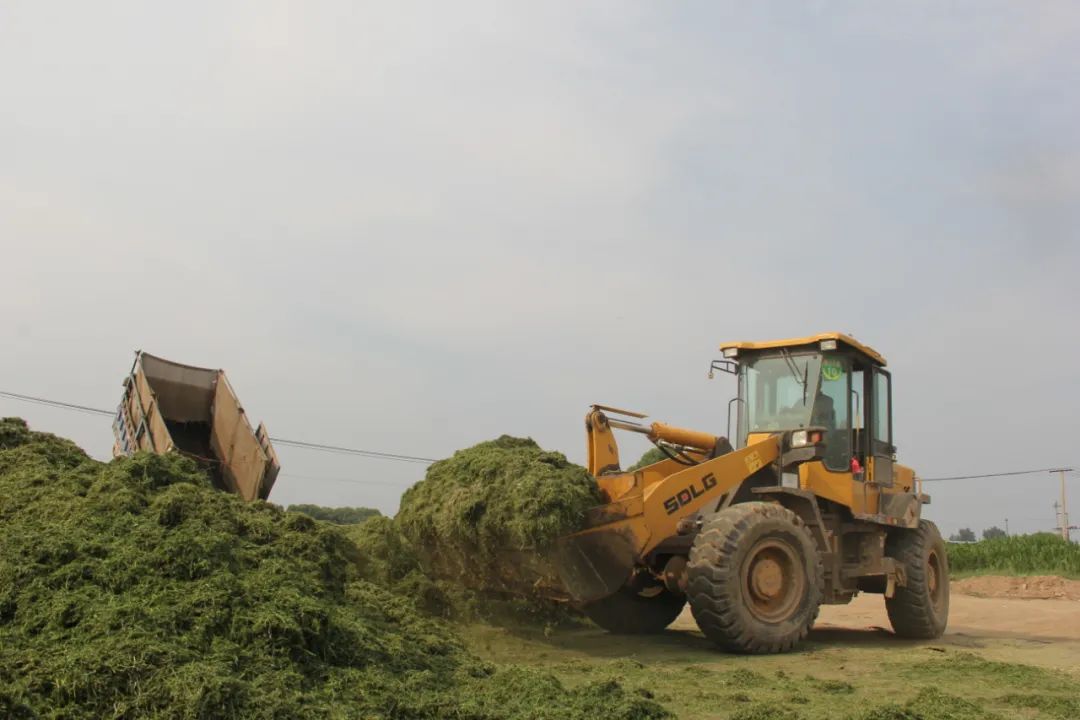 养蘑菇基地_中央7致富经养殖蘑菇_蘑菇养殖场