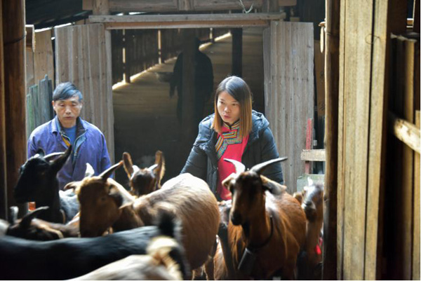 毛麝香与麝香_致富经麝香猫_麝香鼠的麝香价格