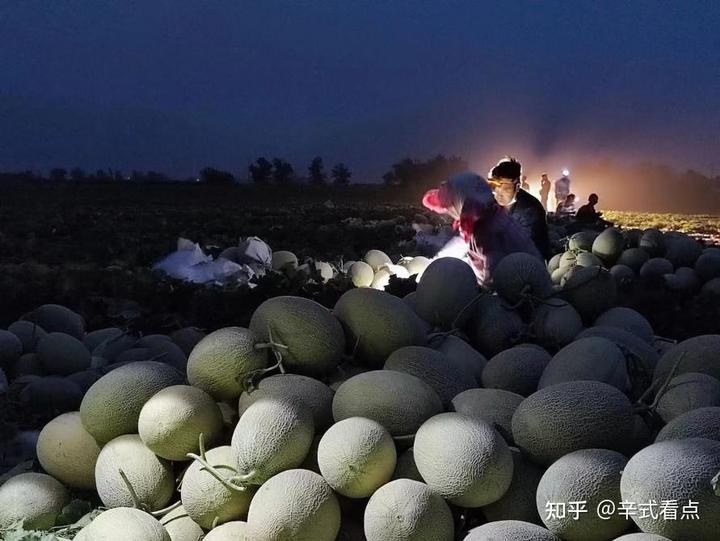 石缝适合种植什么草_石缝里种植致富_石缝种菜