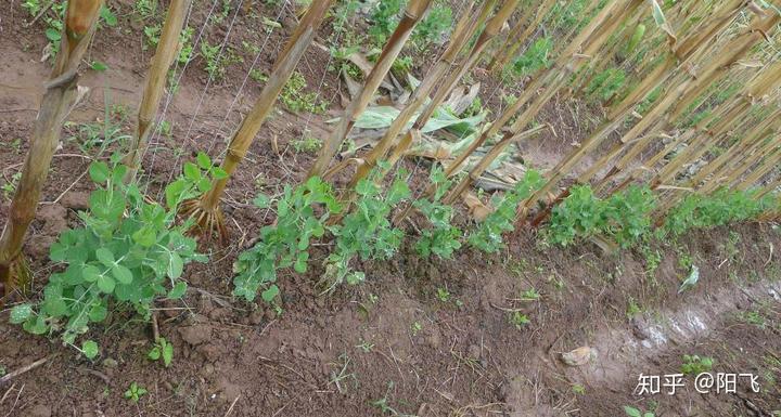 小草蜂养殖技术_小草蜂可以养殖吗_小草蜂能人工饲养吗