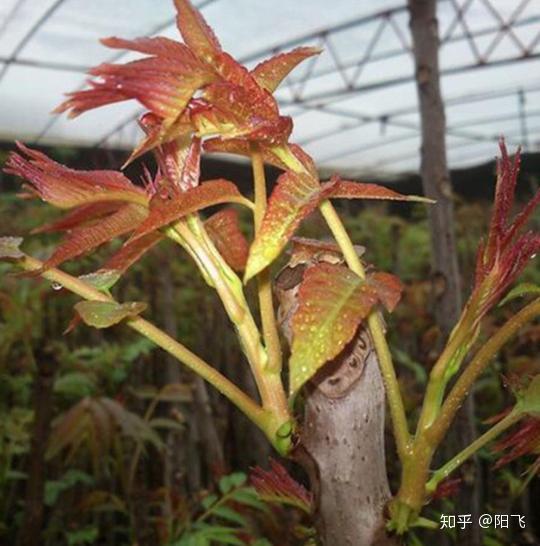 北方农村种植致富项目_致富北方种植项目有哪些_致富项目北方种植