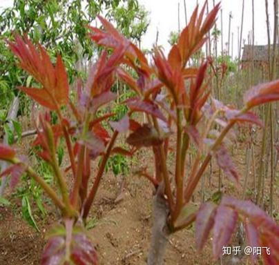 致富项目北方种植_北方农村种植致富项目_致富北方种植项目有哪些