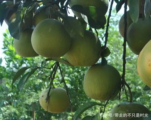 种植技术沙田柚视频_沙田柚种植新技术有哪些_沙田柚 种植技术