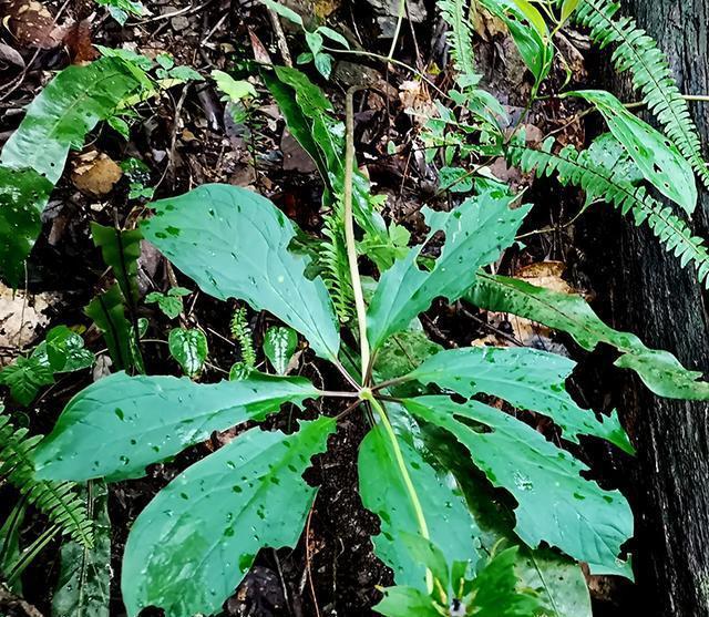 致富经重楼种植_种植重楼效益_种植重楼的前景如何