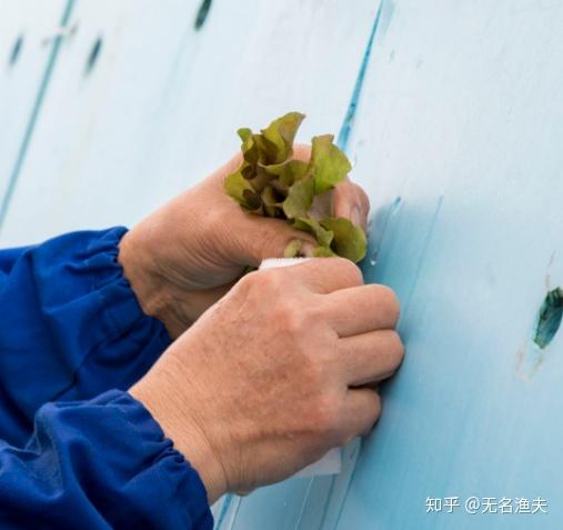 致富种植方向投资项目怎么样_种植致富好项目_种植致富项目投资方向