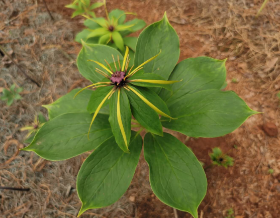 致富经重楼种植视频_致富经重楼种植_种植重楼效益