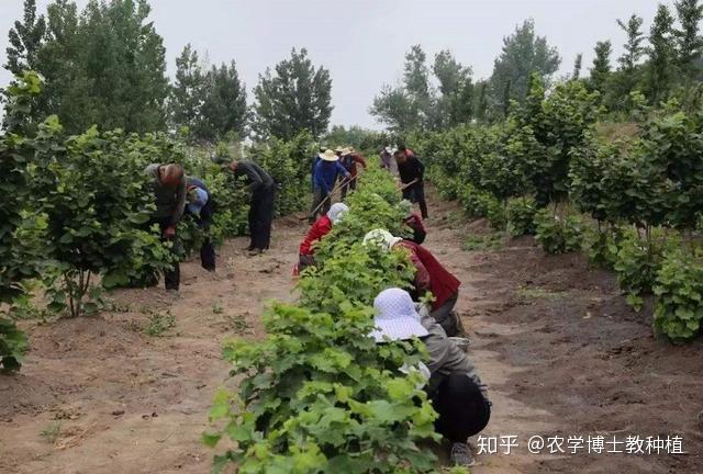 致富北方种植项目有哪些_北方地区种植什么赚钱_致富项目北方种植