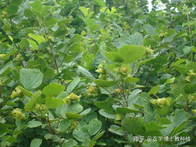 北方地区种植什么赚钱_致富北方种植项目有哪些_致富项目北方种植