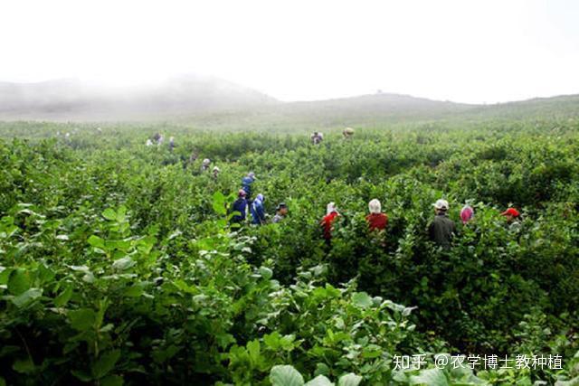 致富项目北方种植_北方地区种植什么赚钱_致富北方种植项目有哪些