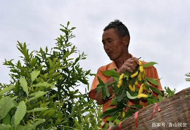 河南深山老人独自养蚕750亩，俩月吃住山上赚回20万