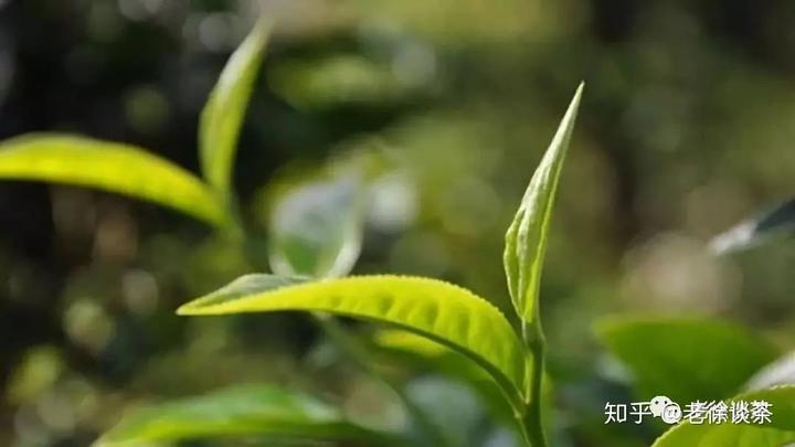 种植茶叶利润怎么样_茶叶致富经_种植茶叶致富视频