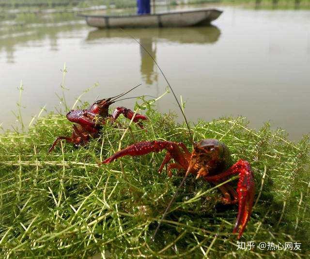 水质的好坏直接影响小龙虾的养殖效益，你知道如何管理吗？