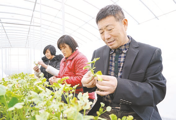 贫困户种植花生补贴_脱贫户种植花生致富_2020年种植花生补贴政策