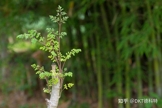 四川可以种植辣木籽吗_辣木种植前景_四川种植辣木致富