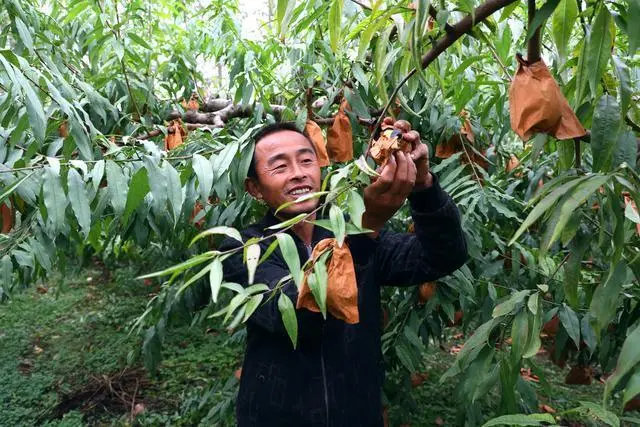 冬桃种植致富经_种植冬桃效益怎样_冬桃种植视频致富经